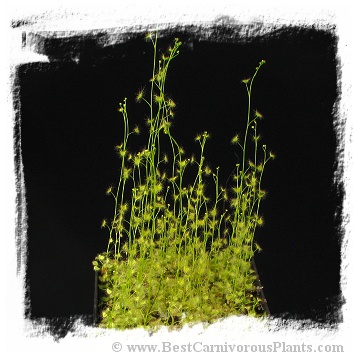 Drosera peltata var. peltata {Inverleigh, Vic., Australia} (20s)