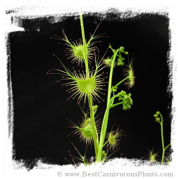 Drosera peltata var. gracilis {Anglesea, Vic., Australia} (15s)