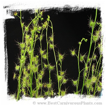 Drosera peltata var. gracilis {Anglesea, Vic., Australia} (15s)