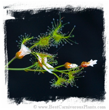 Drosera peltata {Madden, WA, Australia} (15s) 