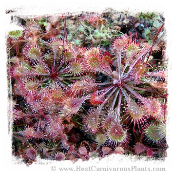 Drosera pilosa {South of Kapiri Mposhi, Zambia, Africa} / 3+ plants