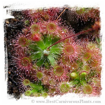 Drosera platystigma
