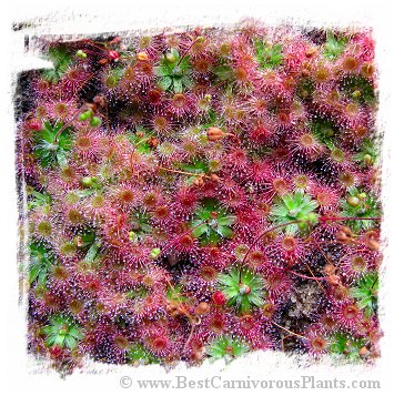 Drosera platystigma