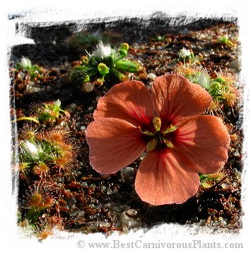 Drosera platystigma