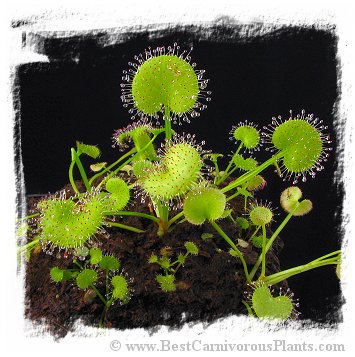 Drosera prolifera / 3+ plants
