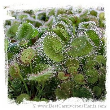 Drosera prolifera / 3+ plants