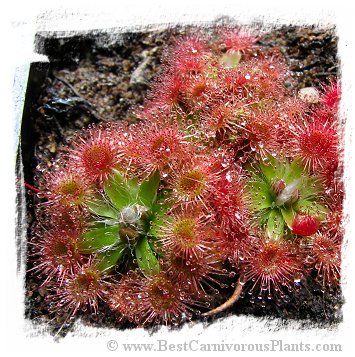 Drosera pulchella {Bigbrook, WA}
