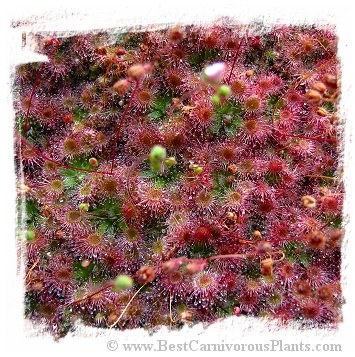 Drosera pulchella {Bigbrook, WA}