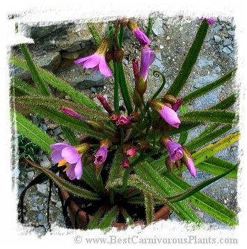 Drosera regia {higher altitude form, Bains Kloof, South Africa} / 2+ plants