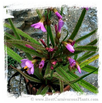 Drosera regia / 2+ plants