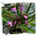 Drosera regia {higher altitude form, Bains Kloof, South Africa} / 2+ plants