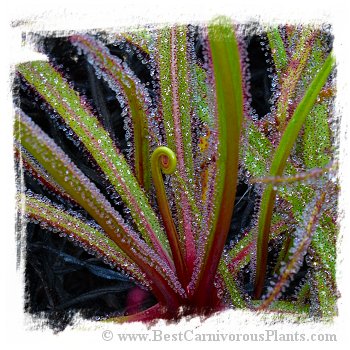 Drosera regia {higher altitude form, Bains Kloof, South Africa} / 2+ plants