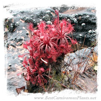 Drosera roraimae {Akopan Tepui, Venezuela} / 2+ plants