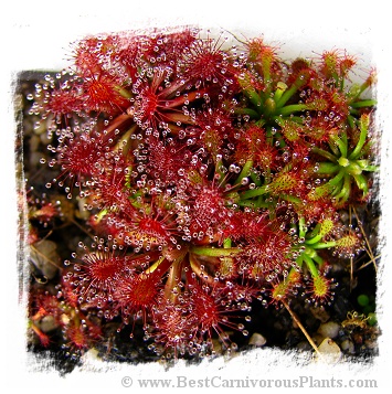 Drosera roraimae {summit of Mt. Roraima} / 1+ plants