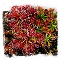 Drosera roraimae {Gran Sabana} / 2+ plants