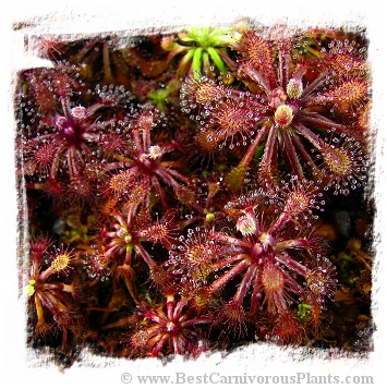 Drosera roraimae {Serra do Araca} / 2+ plants