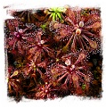 Drosera roraimae {Serra do Araca} / 2+ plants