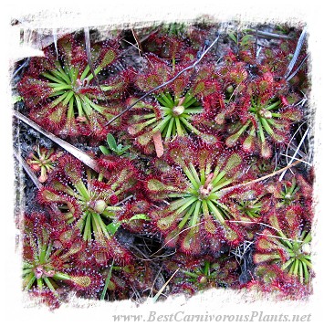 Drosera roraimae {lowland under Akopan Tepui, Venezuela} / 2+ plants