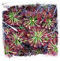 Drosera roraimae {lowland under Akopan Tepui, Venezuela} / 2+ plants