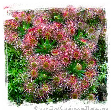 Drosera roseana / 3+ plants