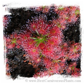 Drosera roseana / 3+ plants