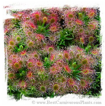 Drosera roseana / 3+ plants