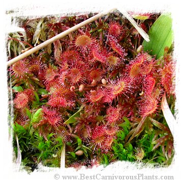 Drosera rotundifolia {Trebon area, Czech Republic} (25s)