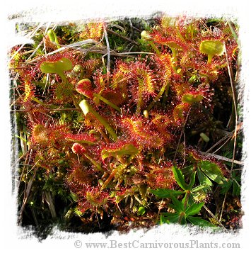Drosera rotundifolia {Lonesome Lake, Grafton County, New Hampshire, USA} (20s)