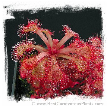 Drosera rubrifolia / 3+ plants