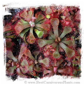 Drosera rubrifolia / 3+ plants