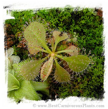 Drosera schizandra {clone 10, Mount Bartle Frere, Australia} / 2+ plants