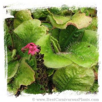 Drosera schizandra {clone 14, Mount Bartle Frere, Australia} / 2+ plants