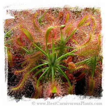 Drosera scorpioides {pink flw. form} / 2+ plants