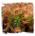 Drosera scorpioides / 2+ plants