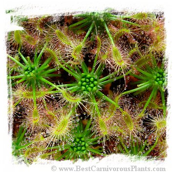 Drosera scorpioides / 2+ plants