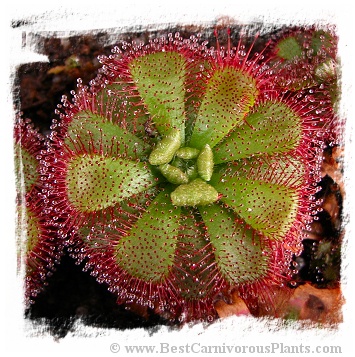 Drosera admirabilis / 2+ plants