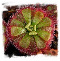 Drosera admirabilis / 2+ plants
