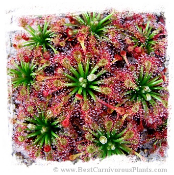 Drosera solaris {Mt Maringma-tepui, Pakaraima Mountains,Guyana} / 2+ plants