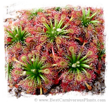 Drosera solaris {Mt Maringma-tepui, Pakaraima Mountains,Guyana} / 2+ plants