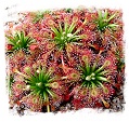 Drosera solaris {Mt Maringma-tepui, Pakaraima Mountains,Guyana} / 2+ plants