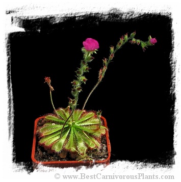 Drosera spathulata var. gympiensis (15s)