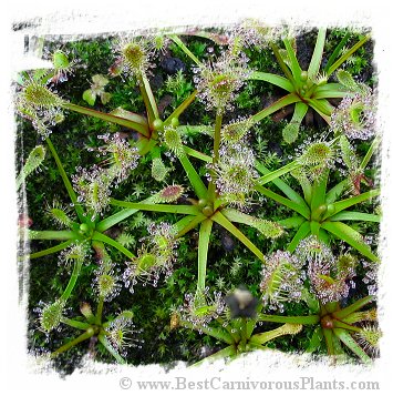 Drosera stenopetala {Tararua Ranges, New Zealand} / 2+ plants