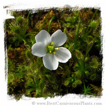 Drosera stenopetala {Tararua Ranges, New Zealand} / 2+ plants