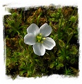 Drosera stenopetala {Tararua Ranges, New Zealand} / 2+ plants