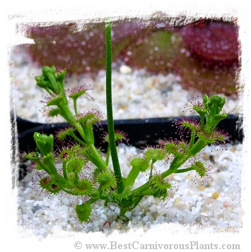 Drosera stolonifera / tuber