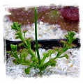 Drosera stolonifera / tuber