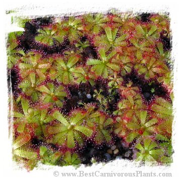 Drosera trinervia {White River Valley, Bainskloof Pass, SA} / 2+ plants