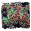 Drosera trinervia {Hopefield, Western Cape, South Africa} (20s)