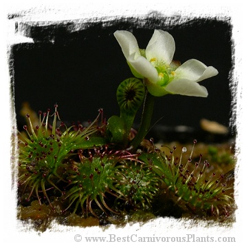 Drosera uniflora {Alerce Costero, Chile} / 3+ plants