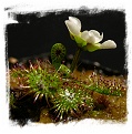 Drosera uniflora {Alerce Costero, Chile} / 3+ plants